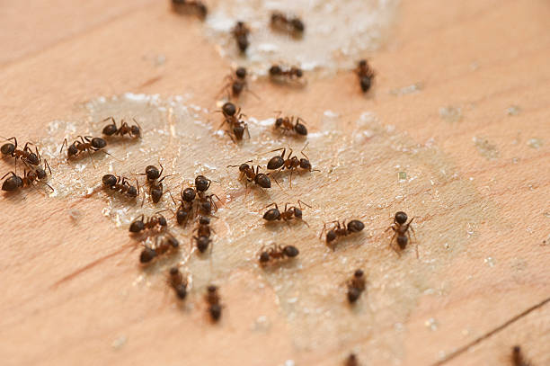 Best Ant Control Services  in Kenwood, OH