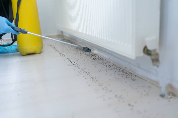 Best Flea Control Services  in Kenwood, OH